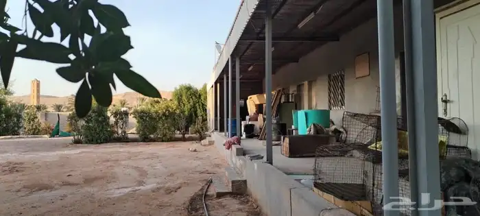 للبيع مزرعة المساحة 4000 في ديراب 5