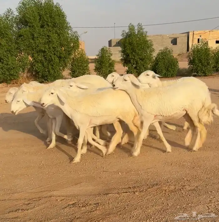 رخال حريات صنف الصنف نوادر 10 بالفحل رخال نوادر((تمم البيعع) 1