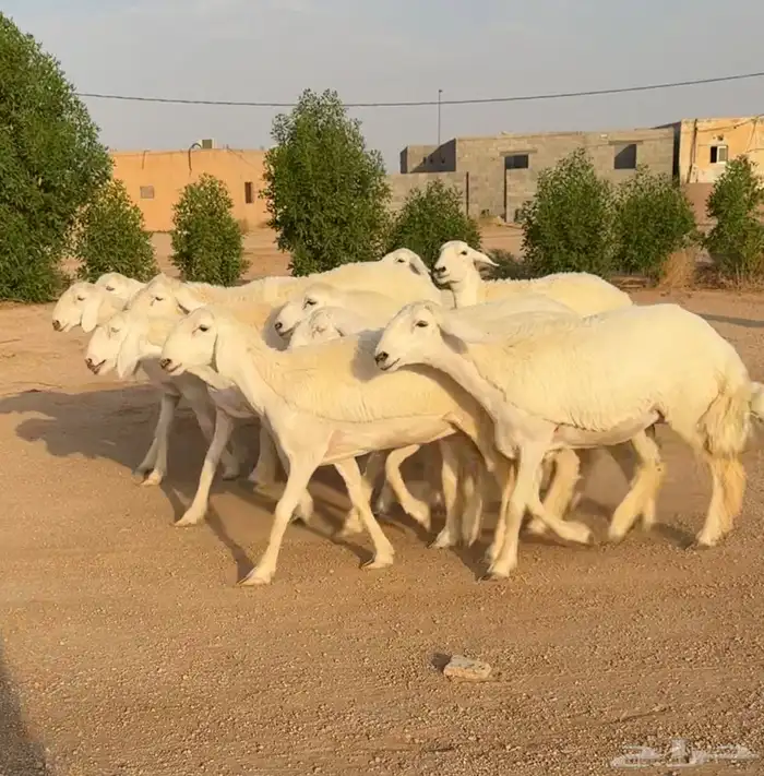 رخال حريات صنف الصنف نوادر 10 بالفحل رخال نوادر((تمم البيعع) 7