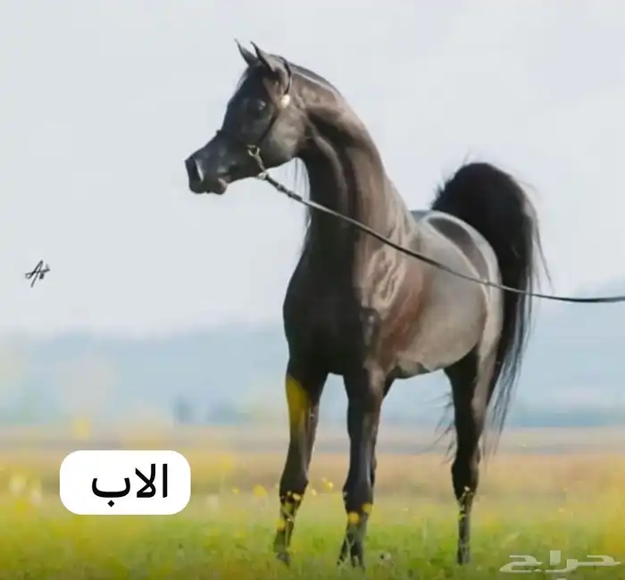 فرس واهو ( تم البيع ) 2
