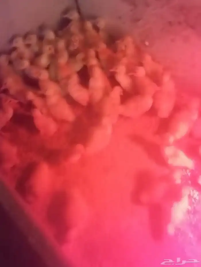 صوص   بط بكيني 0