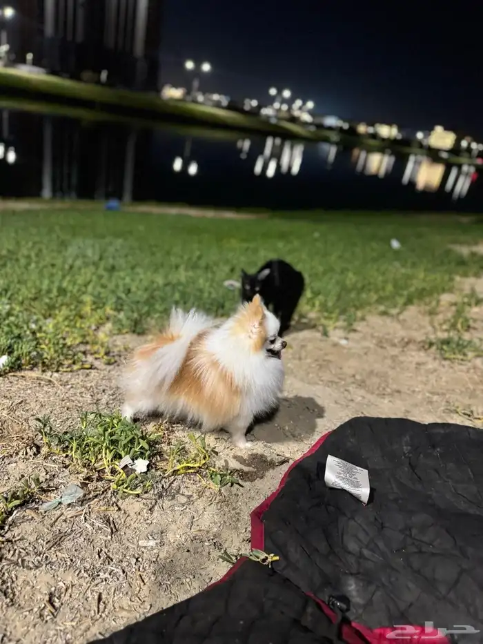 بومرينيان ذكر 2