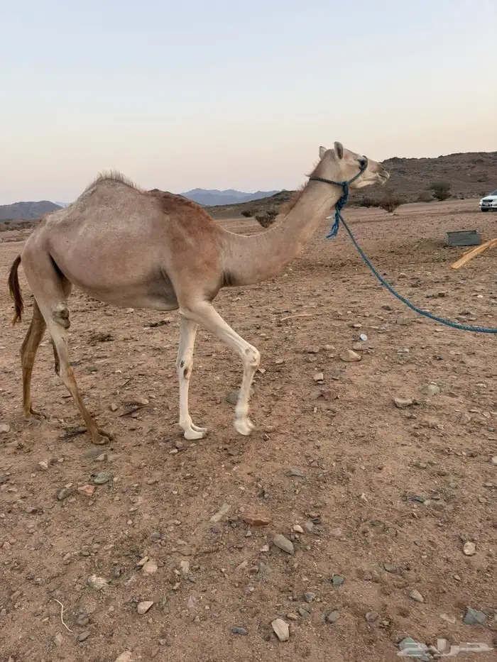 بكرة للبيع 0