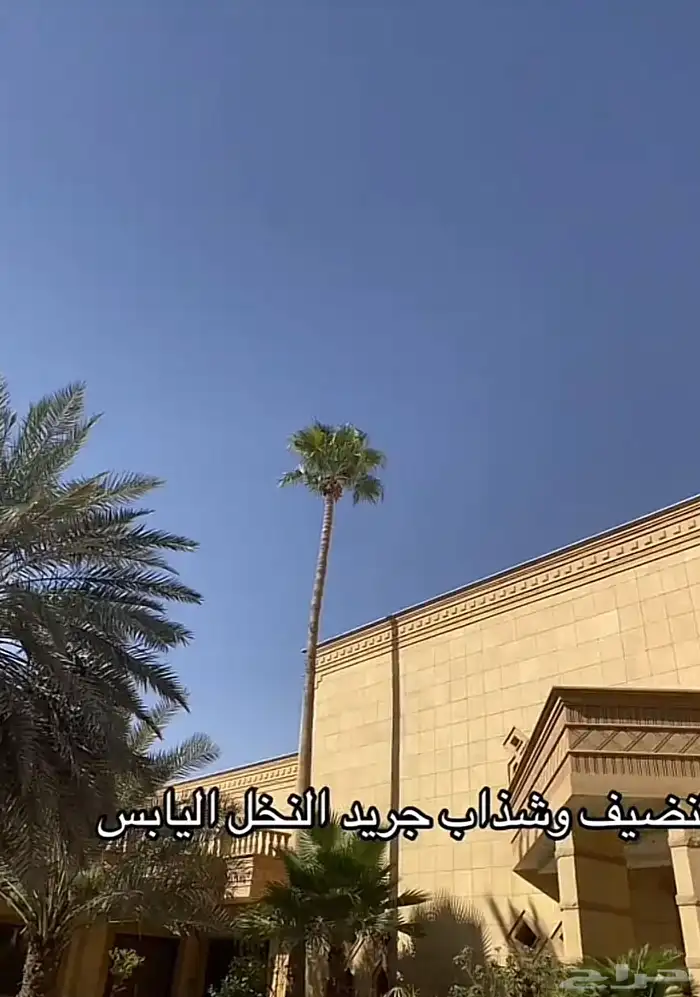 تنضيف وقص السعف (الجريد)النخل اليابس طلع نخل حتا 15م 1