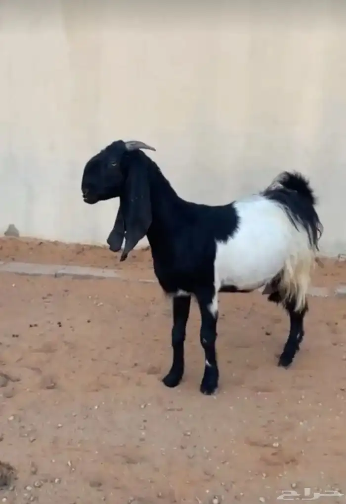 عنز مشروكه طيبه تم البيع 1