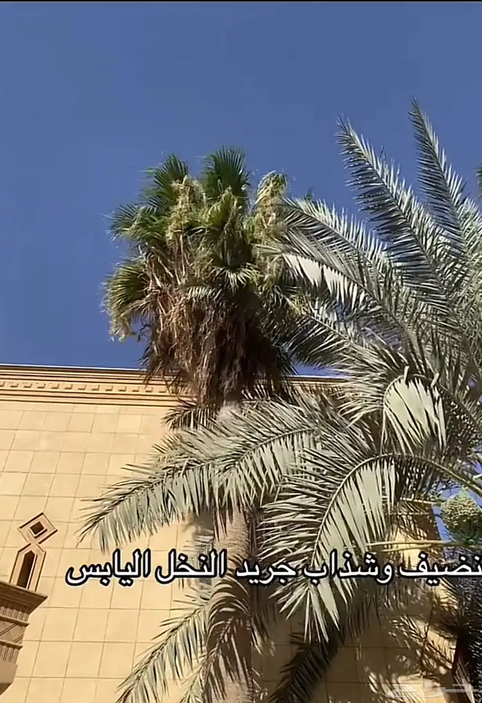 تنضيف وقص السعف (الجريد)النخل اليابس طلع نخل حتا 15م 4