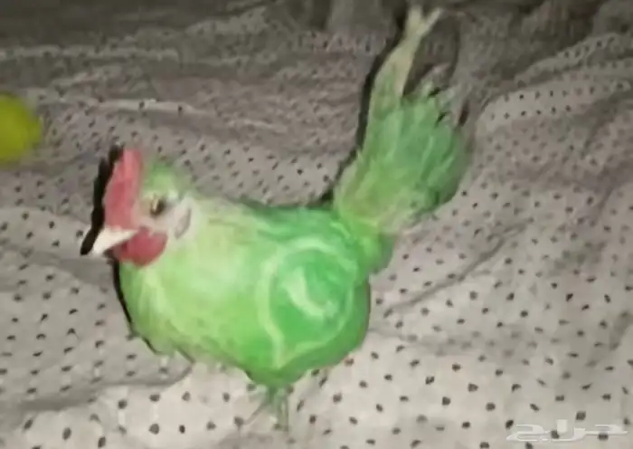 قطط كلاب طيور 1