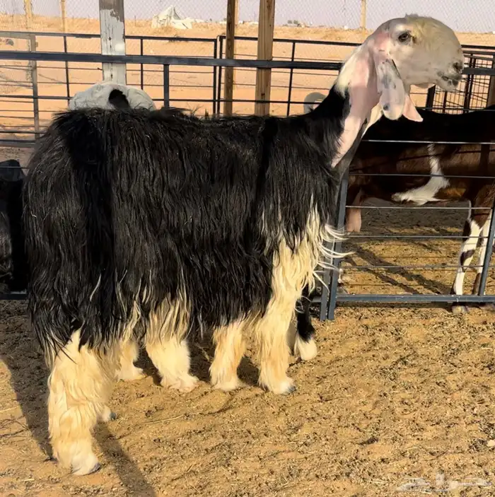 نجديه خصم تحتها طلي 2