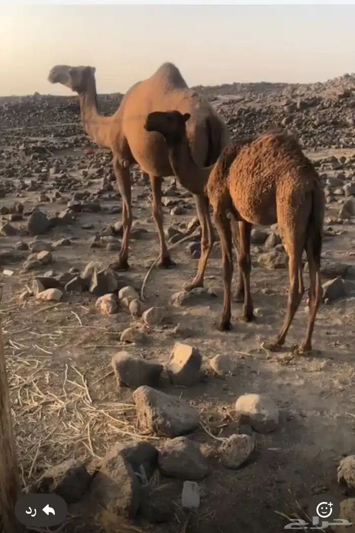 ناقه أم ثالث عشراء صفراء 0