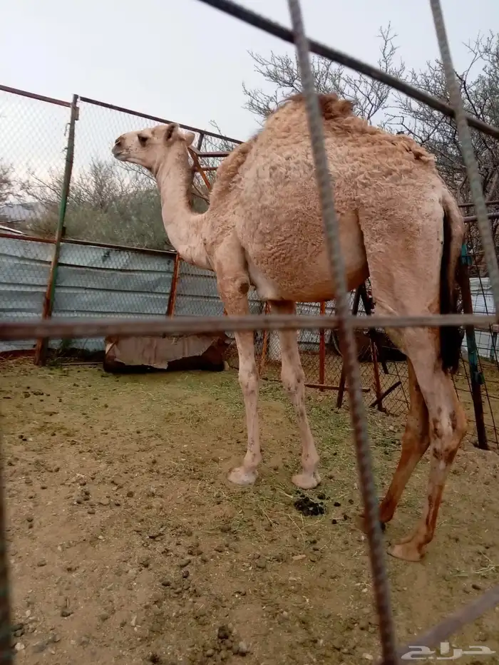 ناقه عشرا وبنتها 0