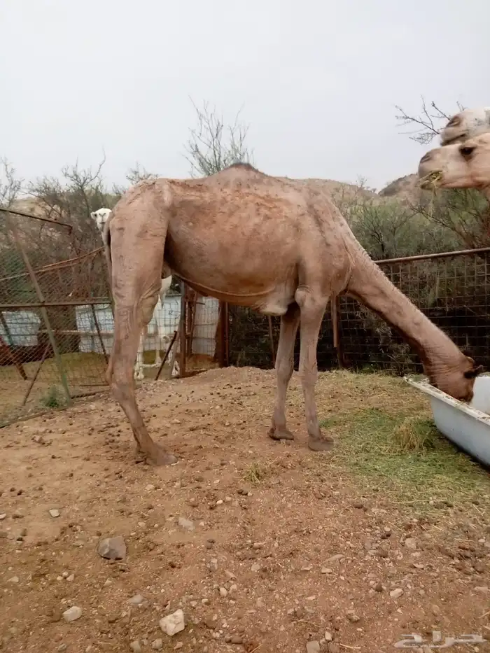 ناقه عشرا وبنتها 4