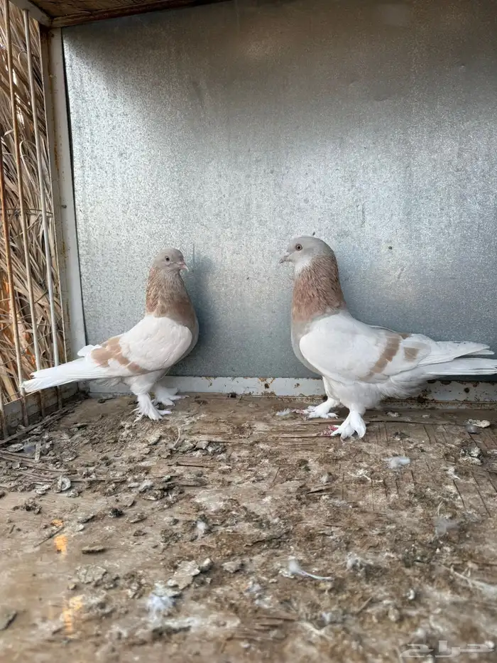 اتراك 3