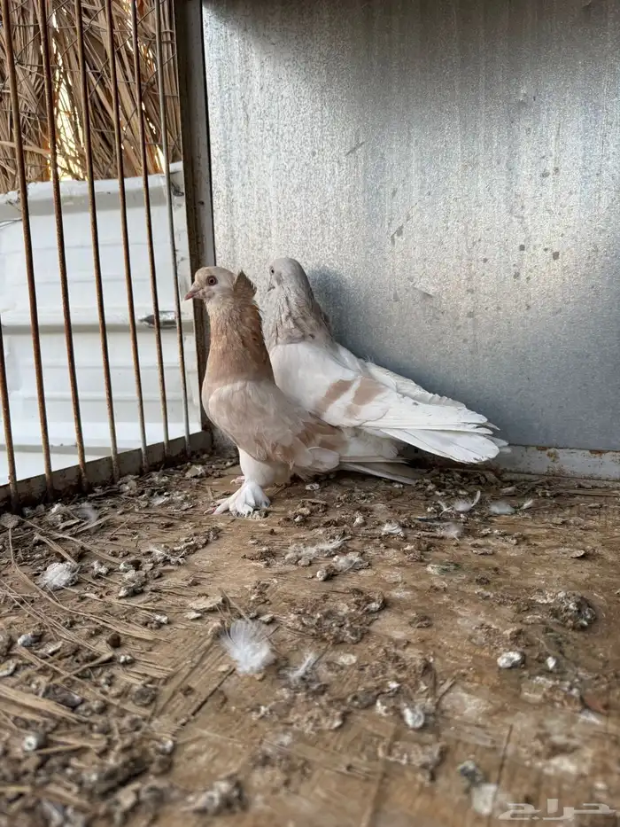 اتراك 1