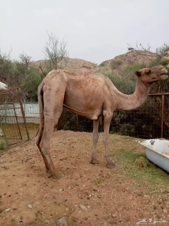 ناقه عشرا وبنتها 3