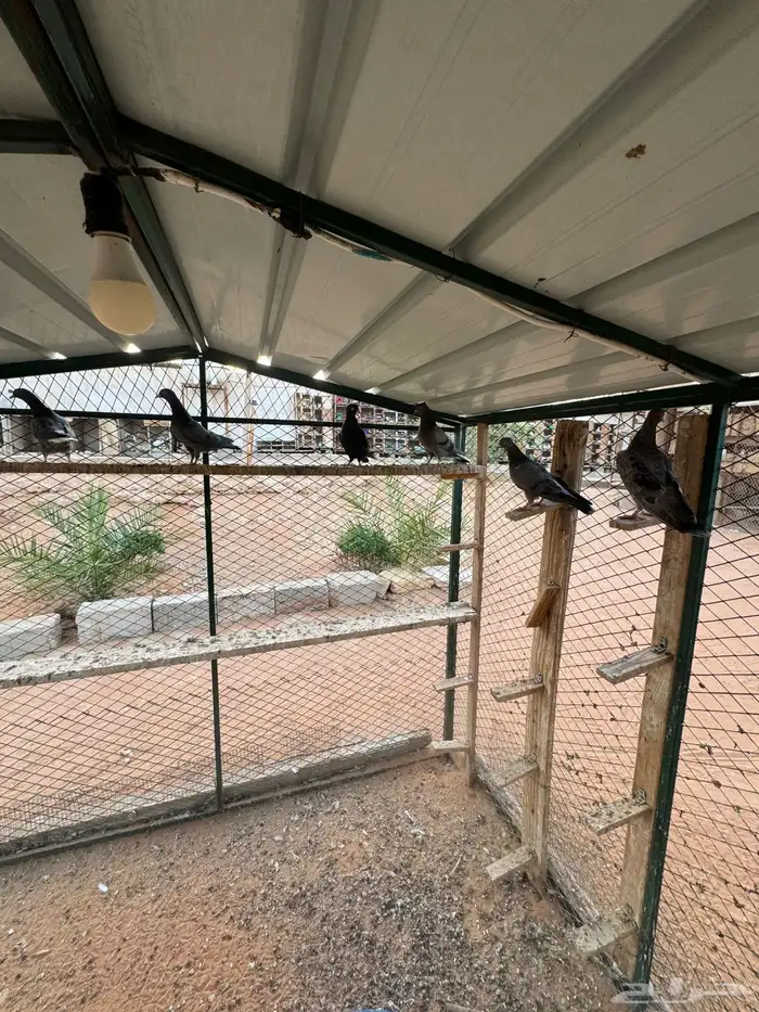 قطايف 1