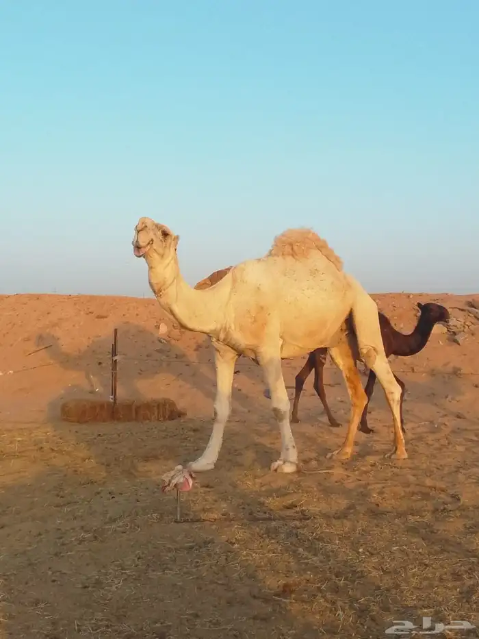 بعير طيب للبيع 1