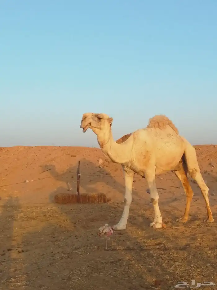 بعير طيب للبيع 0