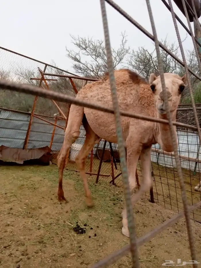 ناقه عشرا وبنتها 1