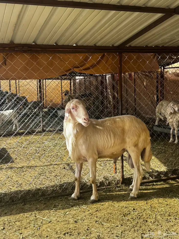 فخل اصفر ابرص 0