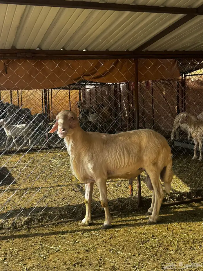 فخل اصفر ابرص 1