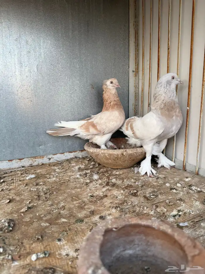 اتراك 2