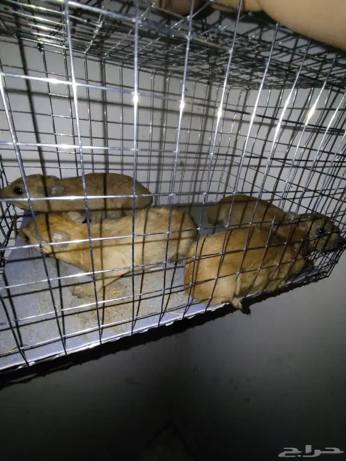 للبيع وبير وشنير لا يجي الا الصامل 6