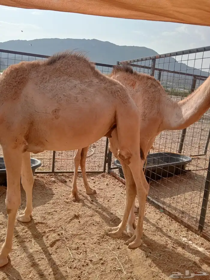 قعدان وتيوس للبيع جمله وتفريد 2