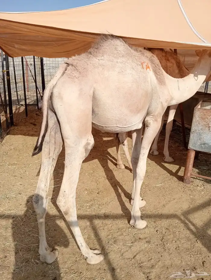 قعدان وتيوس للبيع جمله وتفريد 4