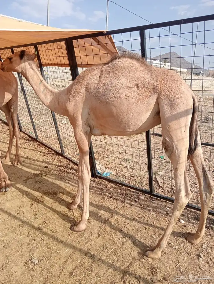 قعدان وتيوس للبيع جمله وتفريد 5