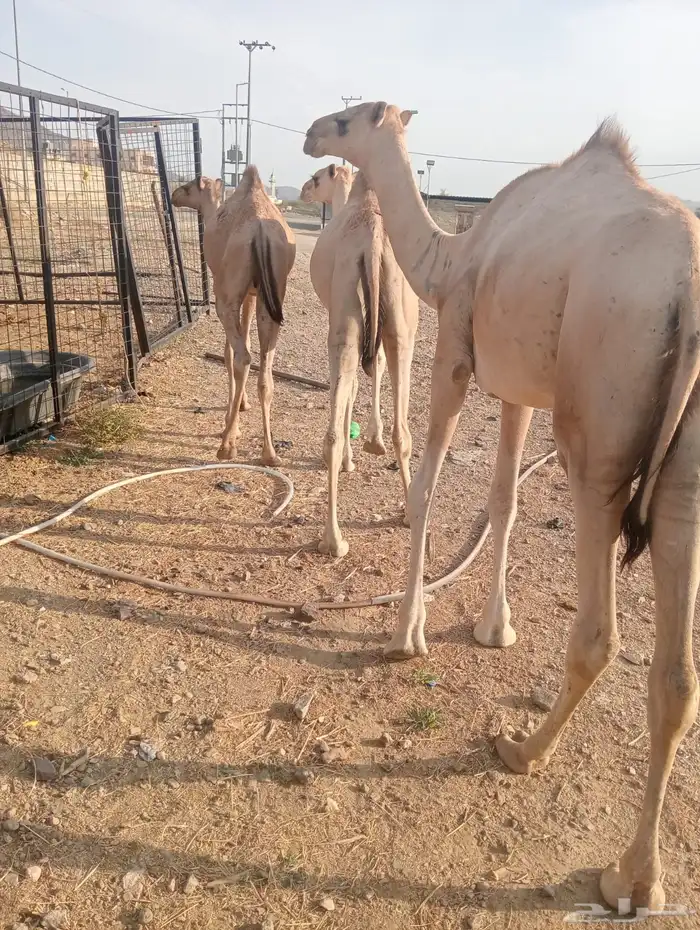 ذبايح تيوس وقعدان صومالي تربيه أوزان طيبه 8