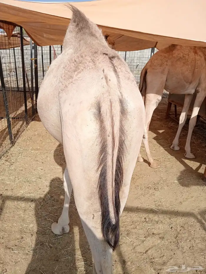 قعدان وتيوس للبيع جمله وتفريد 3