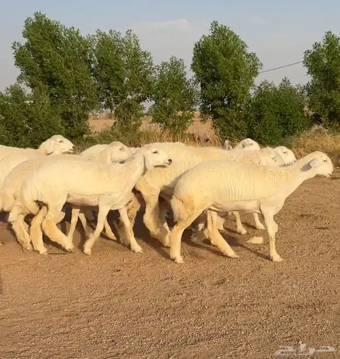 رخال حريات صنف الصنف نوادر 10 بالفحل رخال نوادر((تمم البيعع) 4