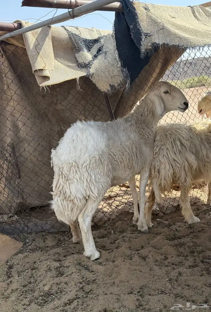 شاه طيبه سنها سدس صنف سليم من جميع العذاريب 4