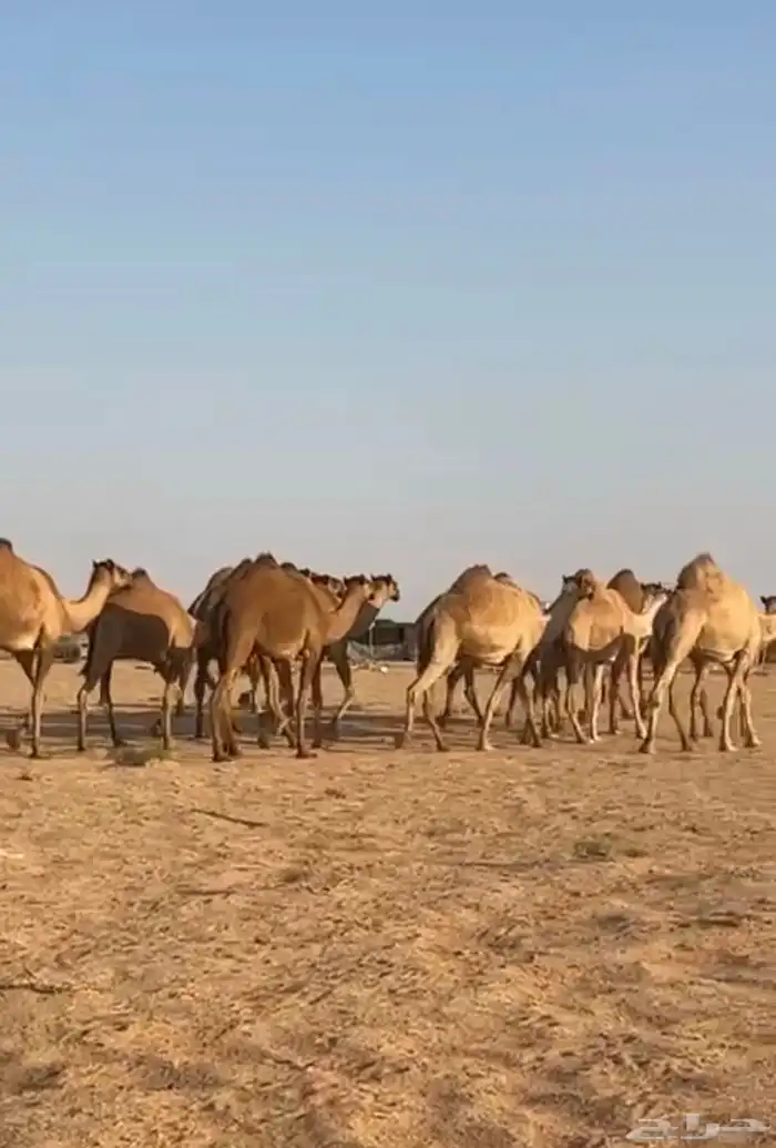 للبيع ذود شعل كفووو 2