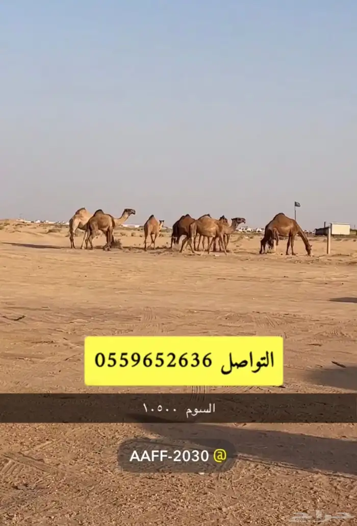للبيع ذود شعل كفووو 3