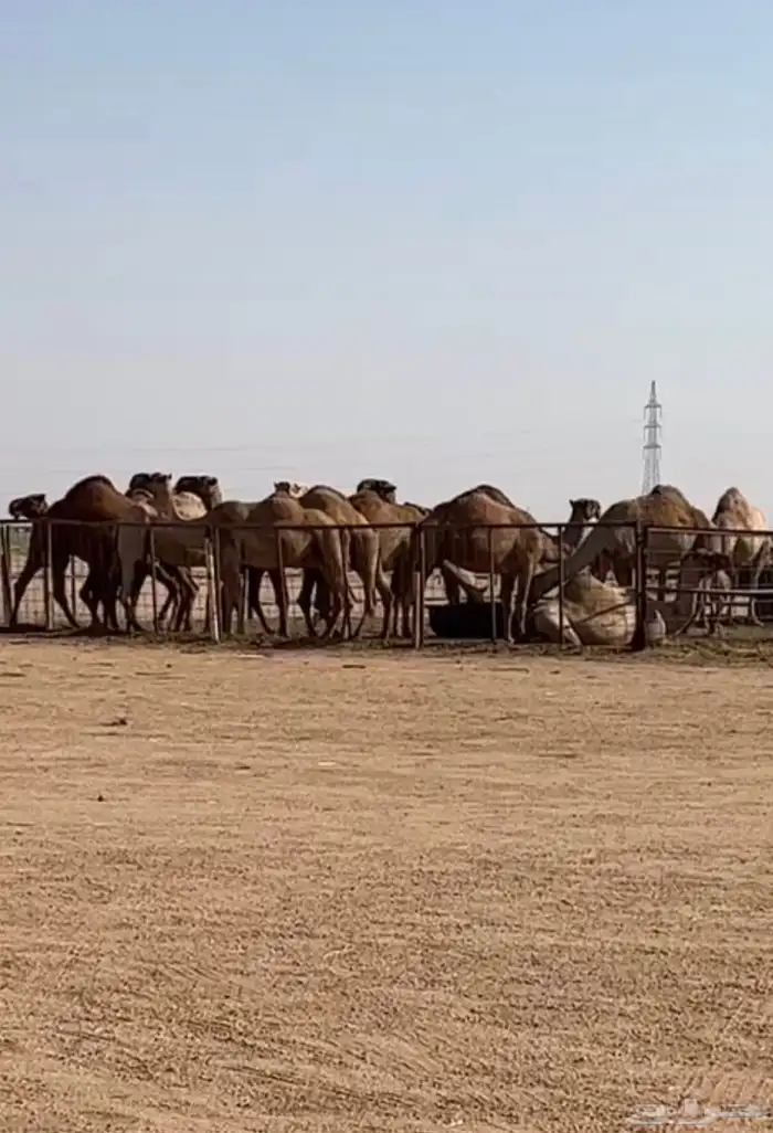 للبيع ذود شعل كفووو 0