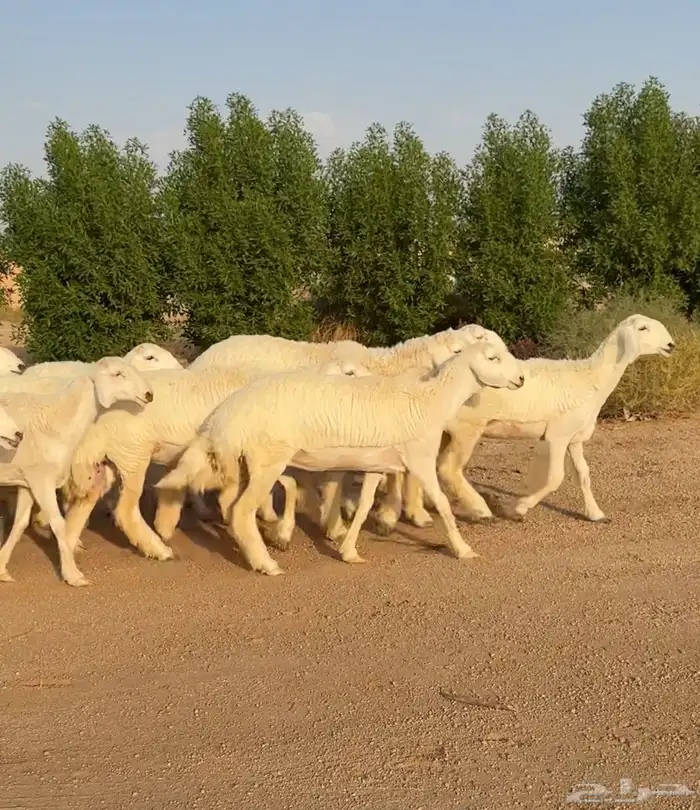 رخال حريات صنف الصنف نوادر 10 بالفحل رخال نوادر((تمم البيعع) 6