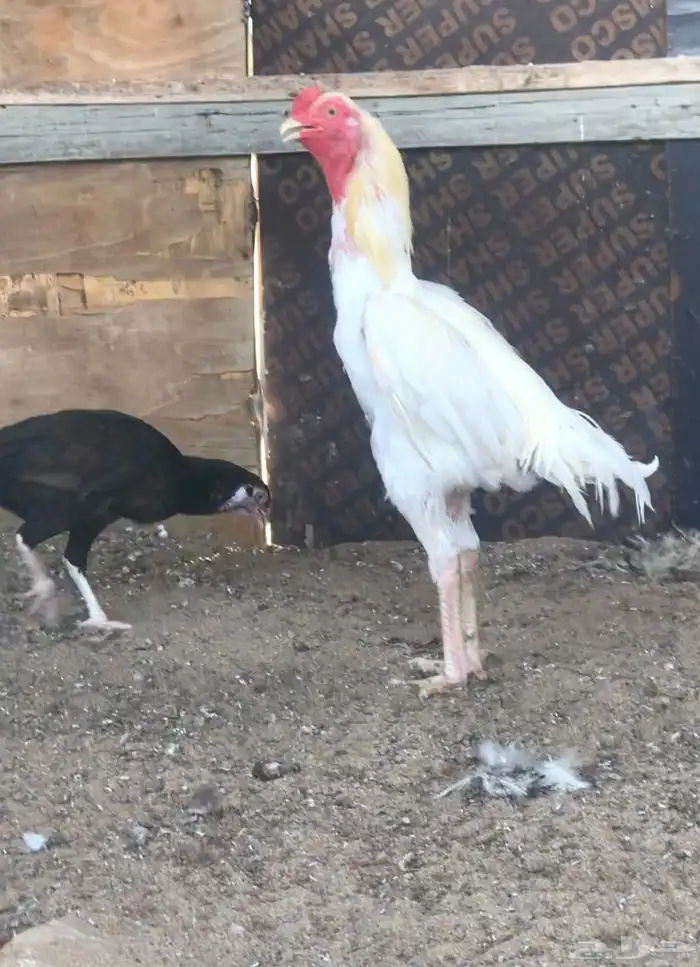 جوز سندي منتج 1