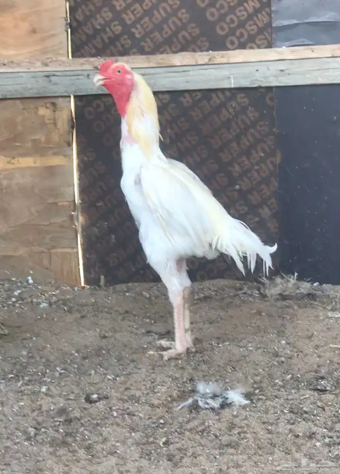 جوز سندي منتج 0