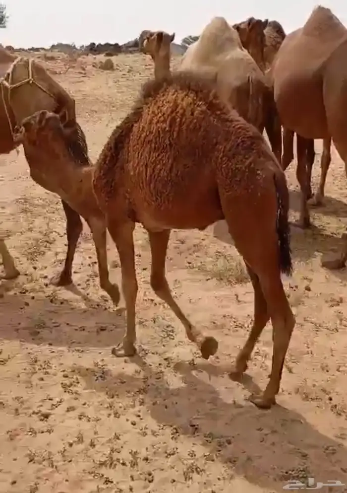 حاشي للبيع الموقع حلي 0