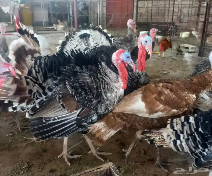 ذكور دجاج رومي تم البيع الله يبارك للجميع 3