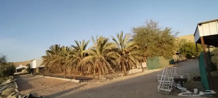 للبيع مزرعة المساحة 4000 في ديراب 7