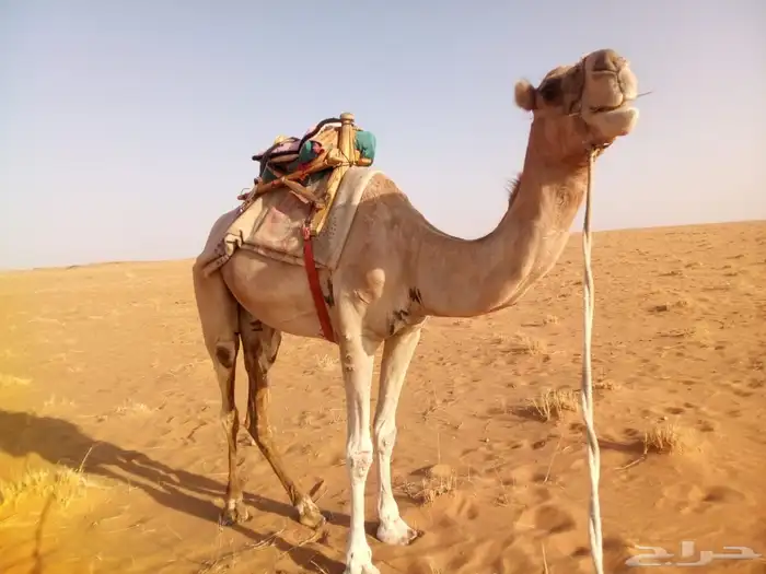 ركبي طابع للبيع الموقع شمال تيماء العسافيه 0