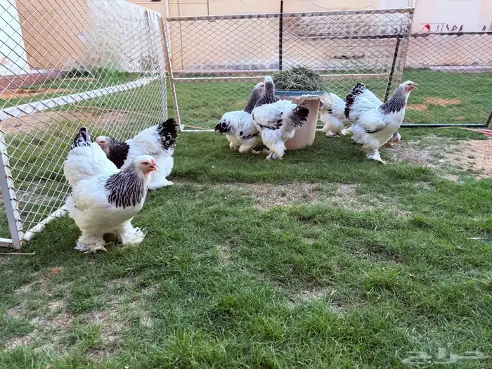 بيض براهما كولمبي كونك 9
