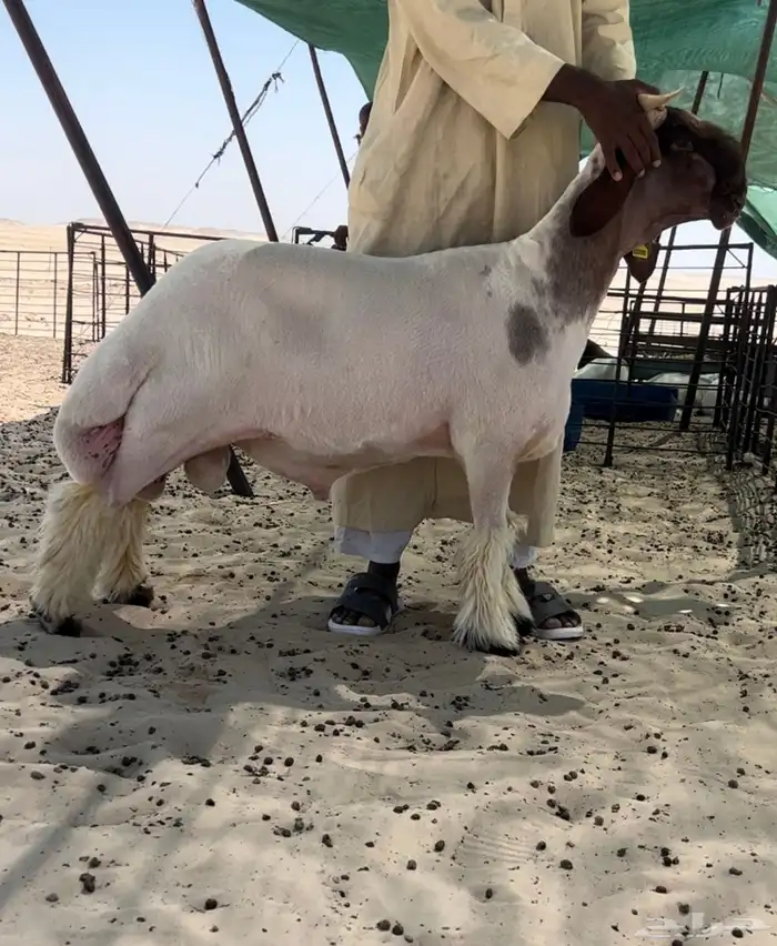 جذع صنف فاخر ومعرف 2