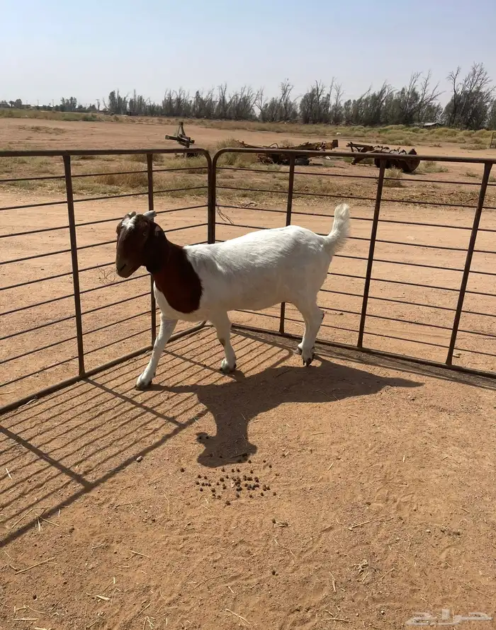 تيس وماعز بارقوت بيور دم صافي 3