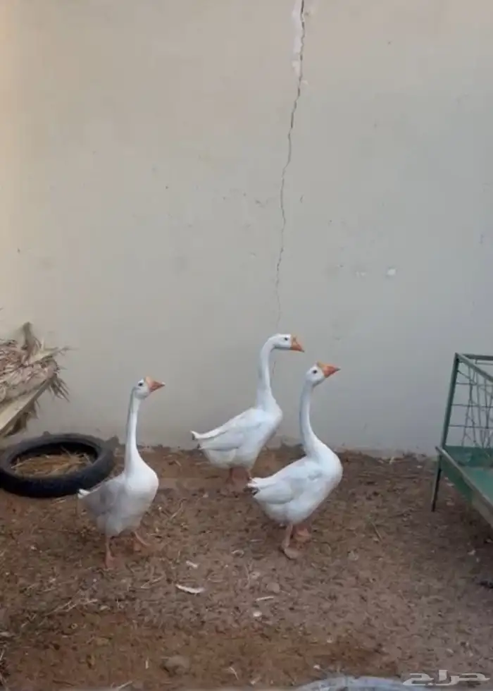 وز بلغاري سوبر 2