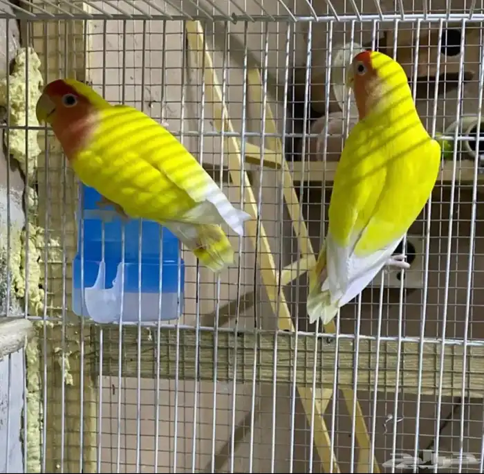 جوز روز لاتينو 0