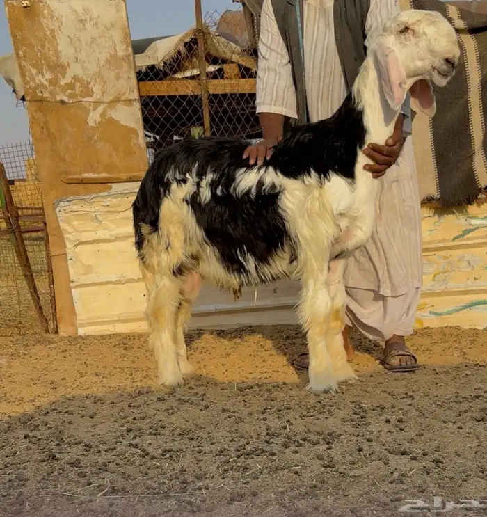 طلي مشروع فحل نادر خصم معرف 0