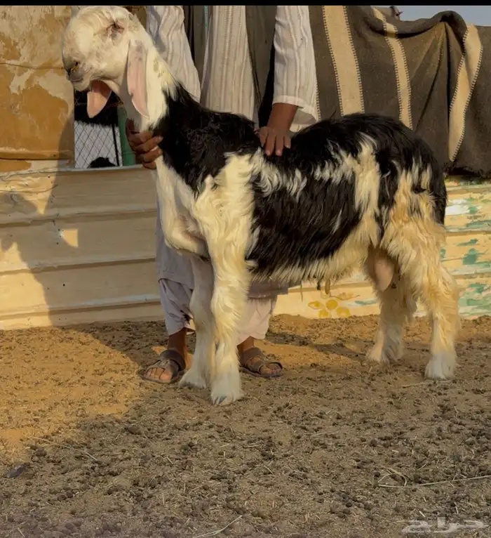 طلي مشروع فحل نادر خصم معرف 1